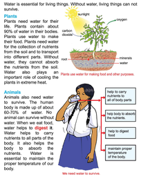 Why do plants and animals need water