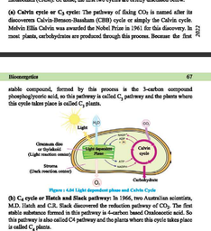 Differences between C3 and C4 cycle